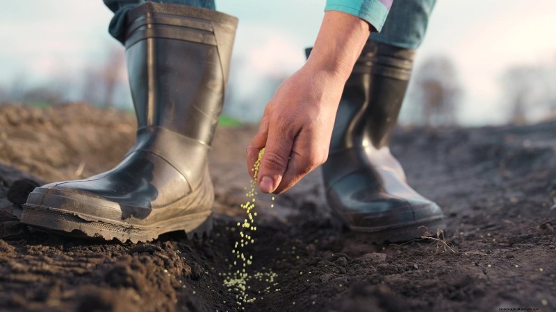 Grow Carrots From Seed: 5 Proven Steps for a Flawless Crop