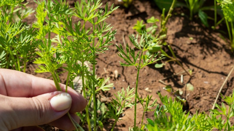 Grow Carrots From Seed: 5 Proven Steps for a Flawless Crop