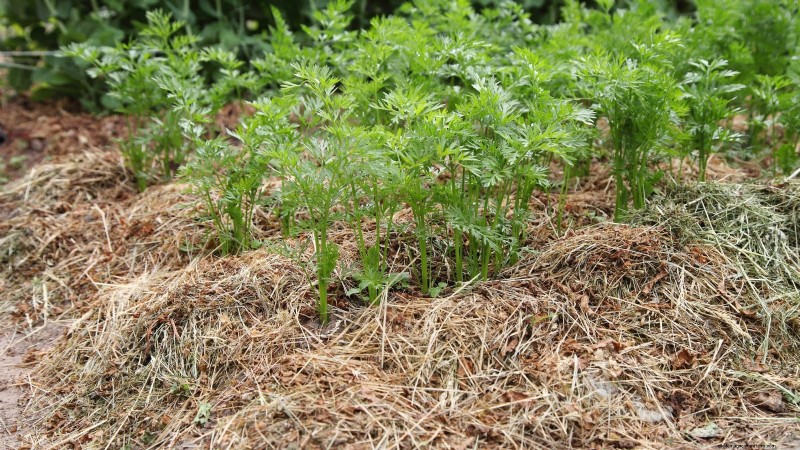 Grow Carrots From Seed: 5 Proven Steps for a Flawless Crop