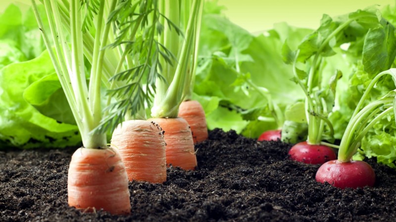 Grow Carrots From Seed: 5 Proven Steps for a Flawless Crop