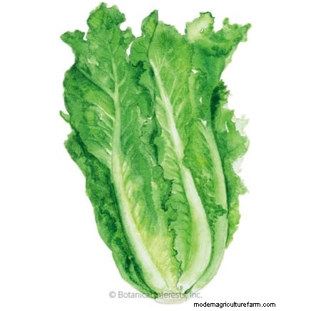 How to Plant, Grow, and Care for Romaine Lettuce – A Complete Guide