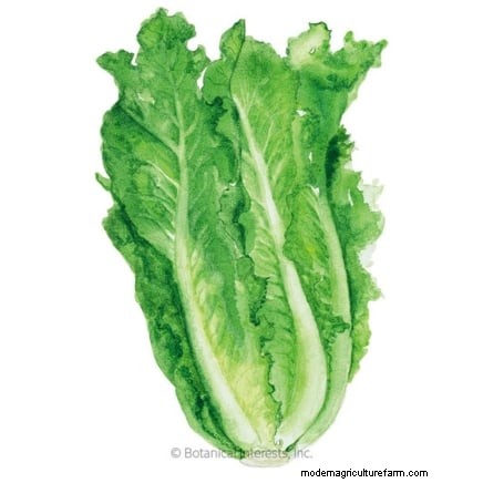 How to Plant, Grow, and Care for Romaine Lettuce – A Complete Guide