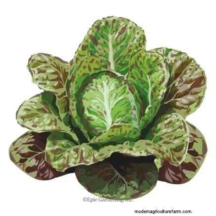 How to Plant, Grow, and Care for Romaine Lettuce – A Complete Guide