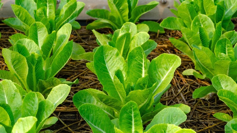 How to Plant, Grow, and Care for Romaine Lettuce – A Complete Guide