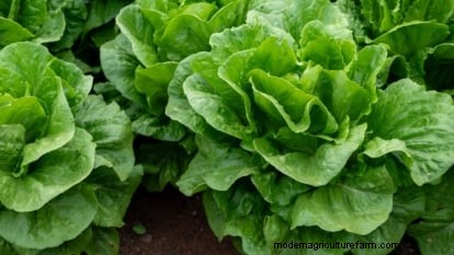 How to Plant, Grow, and Care for Romaine Lettuce – A Complete Guide