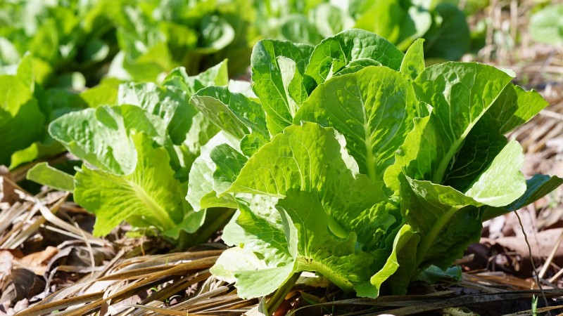 How to Plant, Grow, and Care for Romaine Lettuce – A Complete Guide