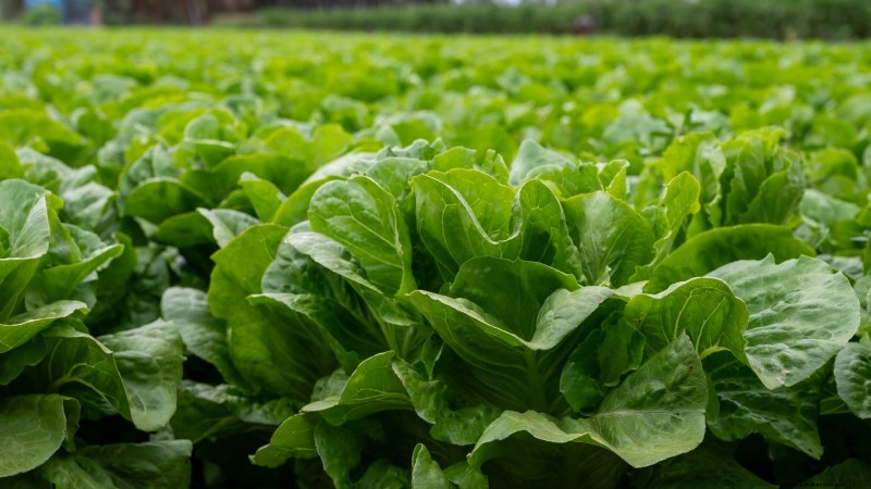 How to Plant, Grow, and Care for Romaine Lettuce – A Complete Guide