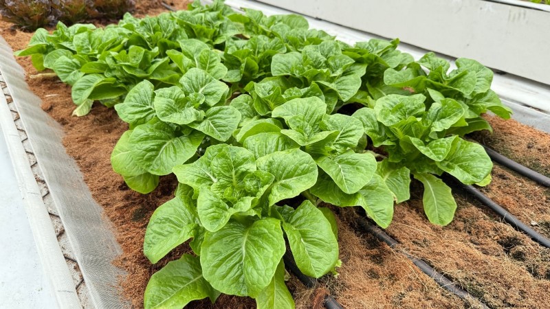 How to Plant, Grow, and Care for Romaine Lettuce – A Complete Guide