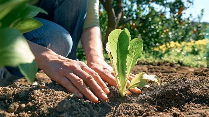 How to Plant, Grow, and Care for Romaine Lettuce – A Complete Guide