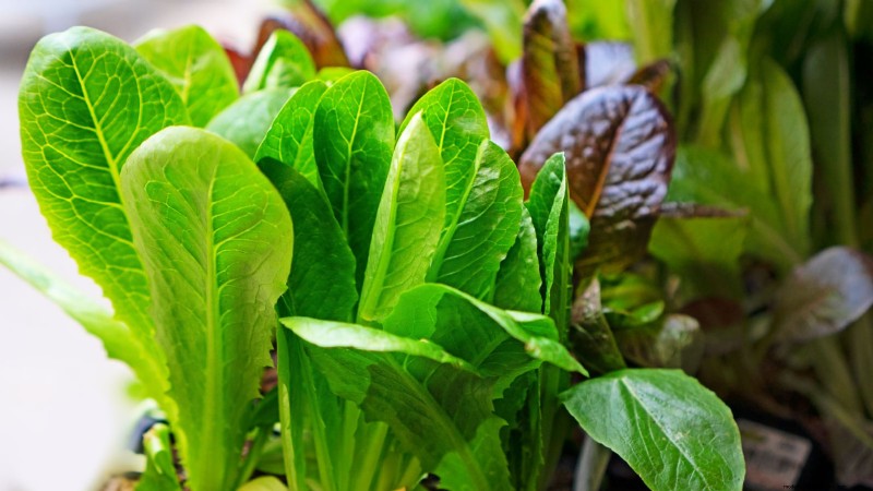 How to Plant, Grow, and Care for Romaine Lettuce – A Complete Guide