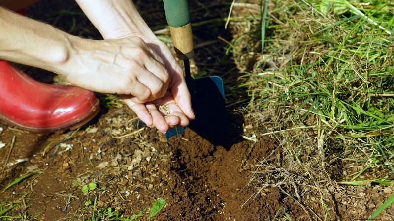 How to Plant, Grow, and Care for Romaine Lettuce – A Complete Guide