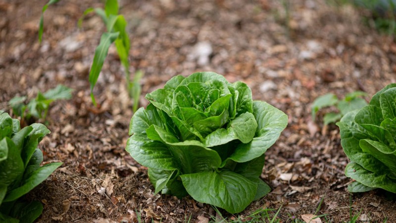 How to Plant, Grow, and Care for Romaine Lettuce – A Complete Guide