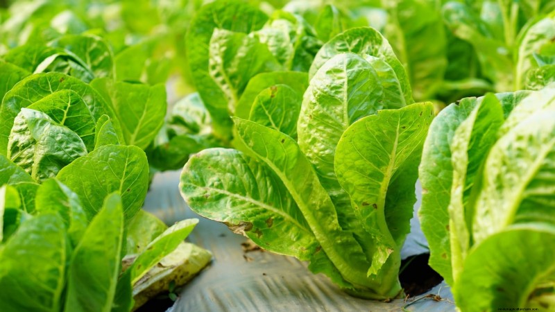 How to Plant, Grow, and Care for Romaine Lettuce – A Complete Guide