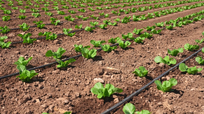 How to Plant, Grow, and Care for Romaine Lettuce – A Complete Guide