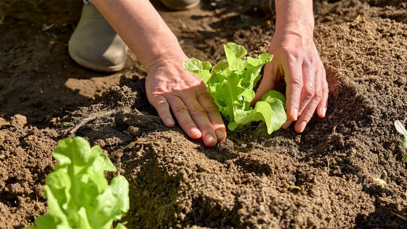 How to Plant, Grow, and Care for Romaine Lettuce – A Complete Guide