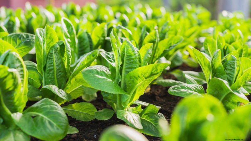 How to Plant, Grow, and Care for Romaine Lettuce – A Complete Guide