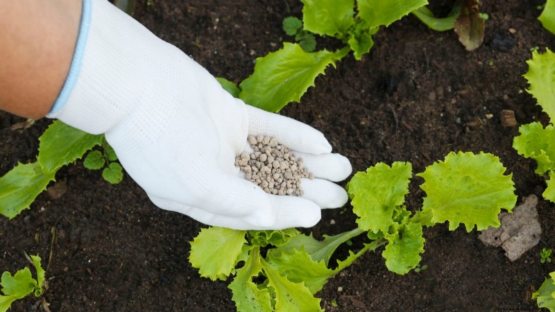 How to Plant, Grow, and Care for Romaine Lettuce – A Complete Guide