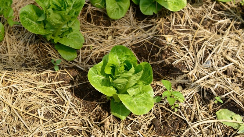 How to Plant, Grow, and Care for Romaine Lettuce – A Complete Guide