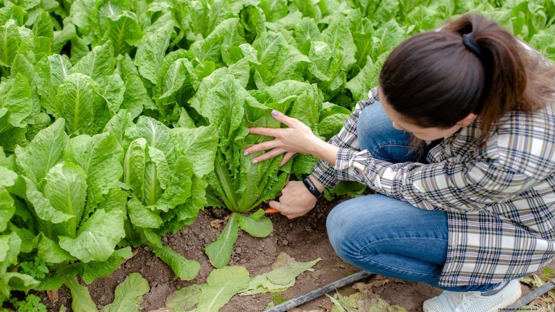 How to Plant, Grow, and Care for Romaine Lettuce – A Complete Guide