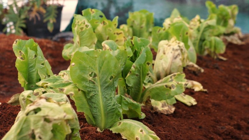How to Plant, Grow, and Care for Romaine Lettuce – A Complete Guide