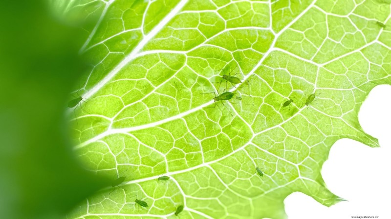 How to Plant, Grow, and Care for Romaine Lettuce – A Complete Guide