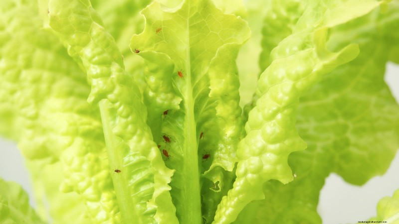 How to Plant, Grow, and Care for Romaine Lettuce – A Complete Guide