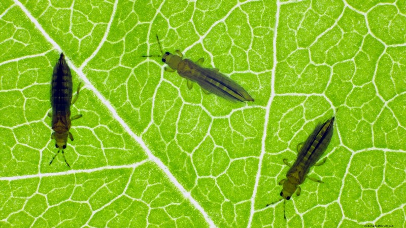How to Plant, Grow, and Care for Romaine Lettuce – A Complete Guide