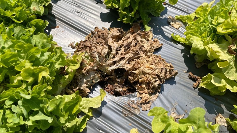 How to Plant, Grow, and Care for Romaine Lettuce – A Complete Guide