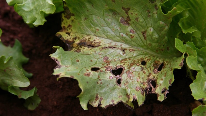 How to Plant, Grow, and Care for Romaine Lettuce – A Complete Guide