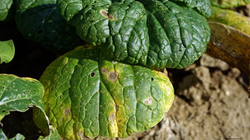 How to Plant, Grow, and Care for Romaine Lettuce – A Complete Guide