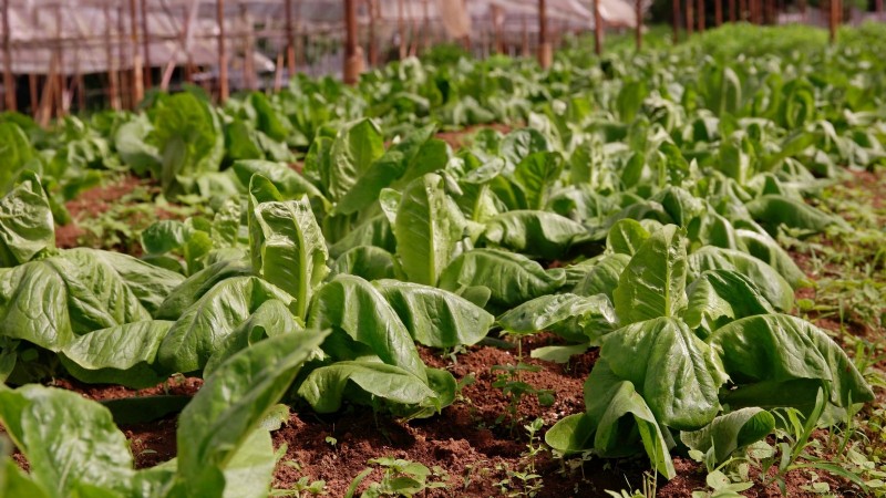 How to Plant, Grow, and Care for Romaine Lettuce – A Complete Guide
