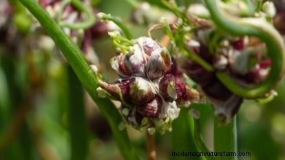 Walk Your Way to Fresh Onions: A Complete Guide to Planting, Growing, and Caring for Walking Onions