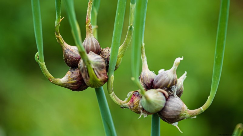 Walk Your Way to Fresh Onions: A Complete Guide to Planting, Growing, and Caring for Walking Onions