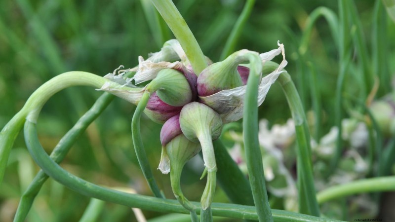 Walk Your Way to Fresh Onions: A Complete Guide to Planting, Growing, and Caring for Walking Onions