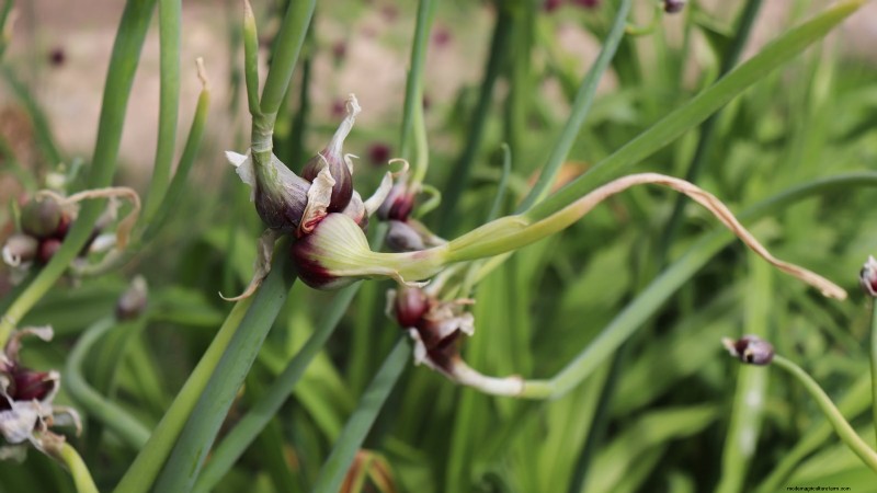 Walk Your Way to Fresh Onions: A Complete Guide to Planting, Growing, and Caring for Walking Onions