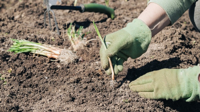 Walk Your Way to Fresh Onions: A Complete Guide to Planting, Growing, and Caring for Walking Onions