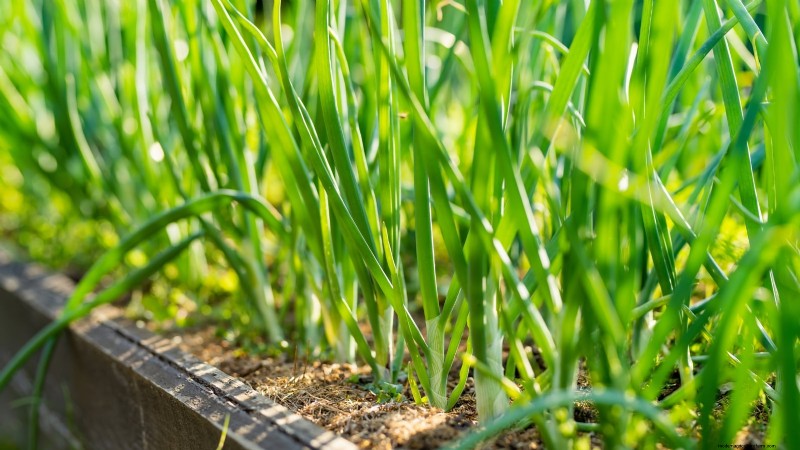 Walk Your Way to Fresh Onions: A Complete Guide to Planting, Growing, and Caring for Walking Onions