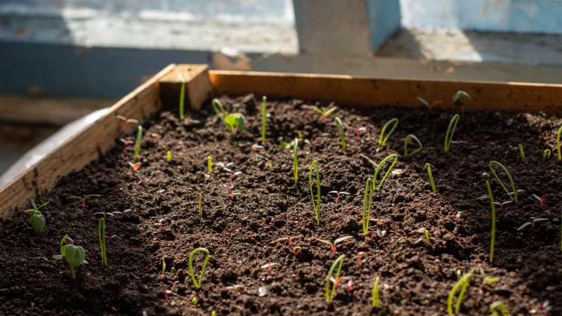 Walk Your Way to Fresh Onions: A Complete Guide to Planting, Growing, and Caring for Walking Onions