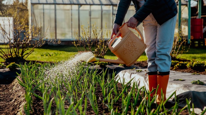 Walk Your Way to Fresh Onions: A Complete Guide to Planting, Growing, and Caring for Walking Onions