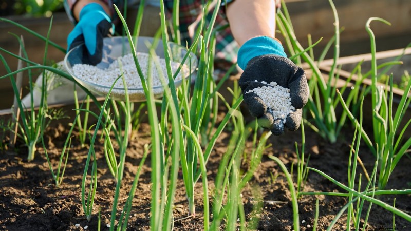 Walk Your Way to Fresh Onions: A Complete Guide to Planting, Growing, and Caring for Walking Onions