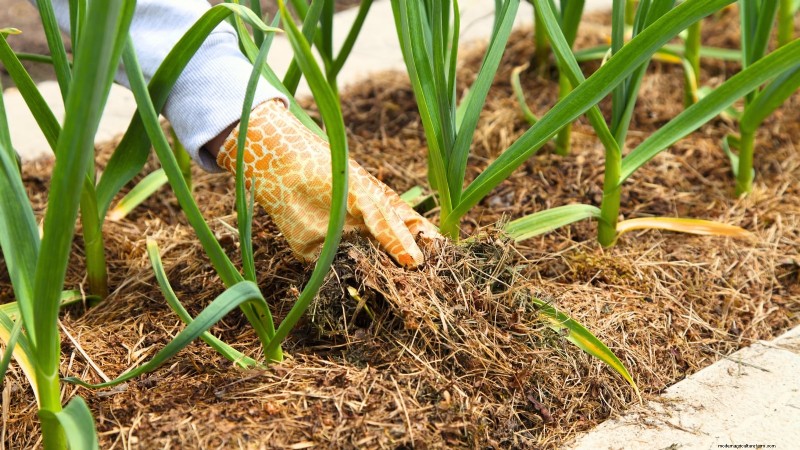 Walk Your Way to Fresh Onions: A Complete Guide to Planting, Growing, and Caring for Walking Onions