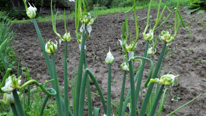 Walk Your Way to Fresh Onions: A Complete Guide to Planting, Growing, and Caring for Walking Onions