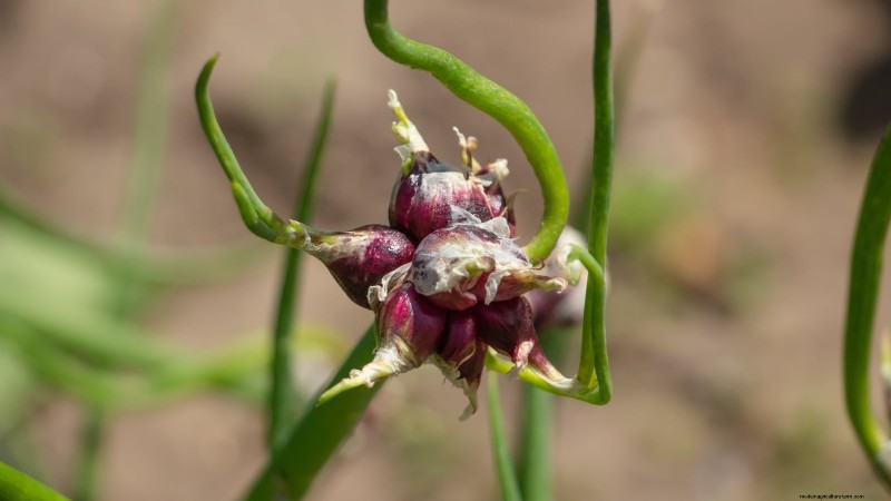 Walk Your Way to Fresh Onions: A Complete Guide to Planting, Growing, and Caring for Walking Onions
