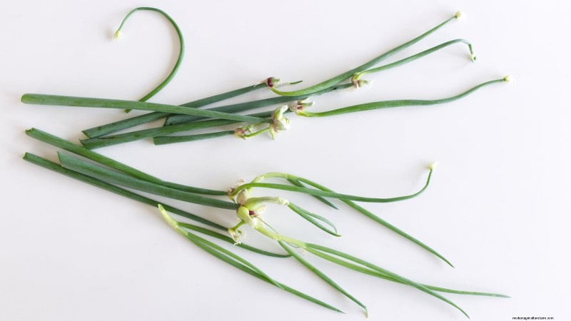 Walk Your Way to Fresh Onions: A Complete Guide to Planting, Growing, and Caring for Walking Onions