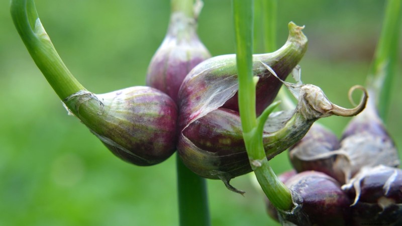 Walk Your Way to Fresh Onions: A Complete Guide to Planting, Growing, and Caring for Walking Onions