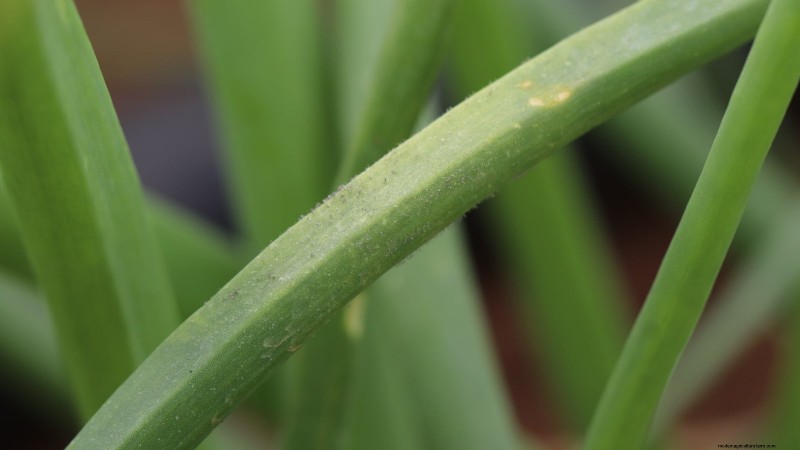 Walk Your Way to Fresh Onions: A Complete Guide to Planting, Growing, and Caring for Walking Onions