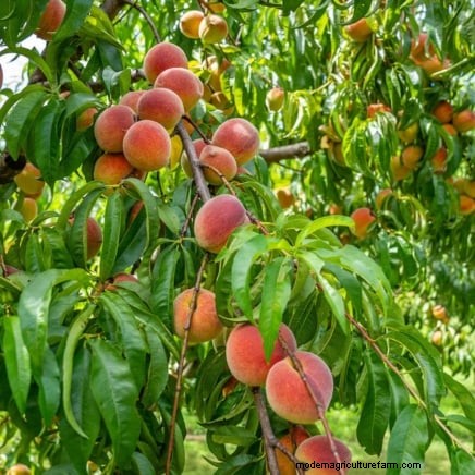 How to Thin Fruit Trees: A Beginner’s Guide to Bigger, Better, and Healthier Harvests
