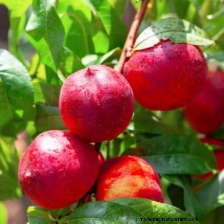 How to Thin Fruit Trees: A Beginner’s Guide to Bigger, Better, and Healthier Harvests