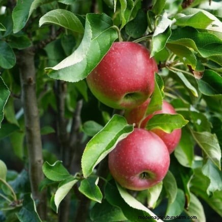 How to Thin Fruit Trees: A Beginner’s Guide to Bigger, Better, and Healthier Harvests
