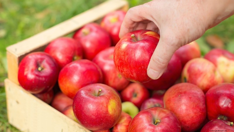 How to Thin Fruit Trees: A Beginner’s Guide to Bigger, Better, and Healthier Harvests